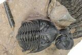 Metacanthina Trilobite With Reedops and Scabrella Tail #301720-3